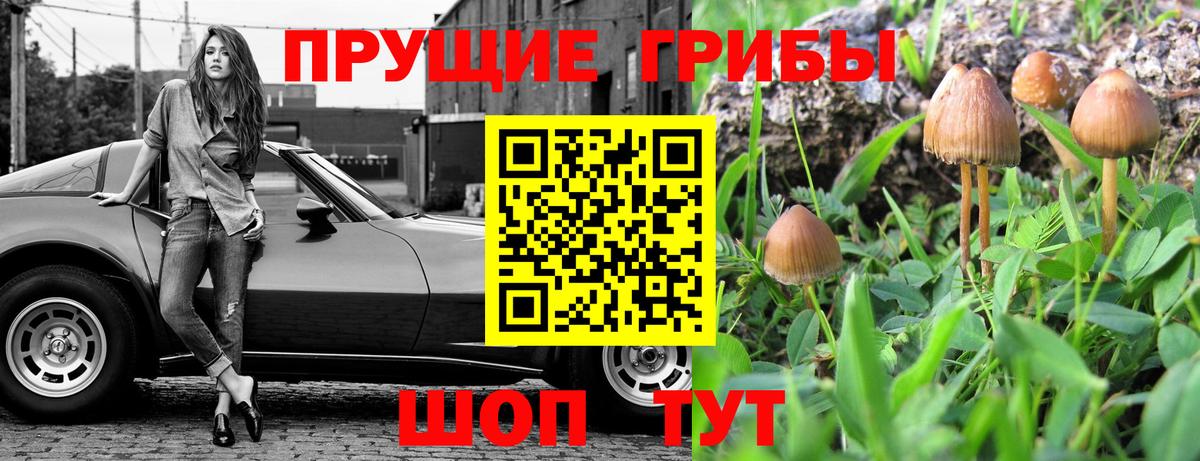 Сокол  Псилоцибиновые грибы Magic Shrooms  Вход с VPN  хочу   Галлюциногенные грибы Psilocybe 
